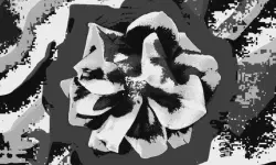 Featured image of post Flower in the mist